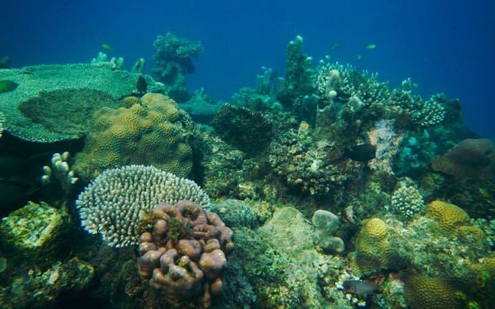 Unter Wasser Aufnahme. Auf der zeigen sich einige Korallen. 